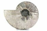 Cut & Polished Ammonite Fossil (Half) - Madagascar #362364-1